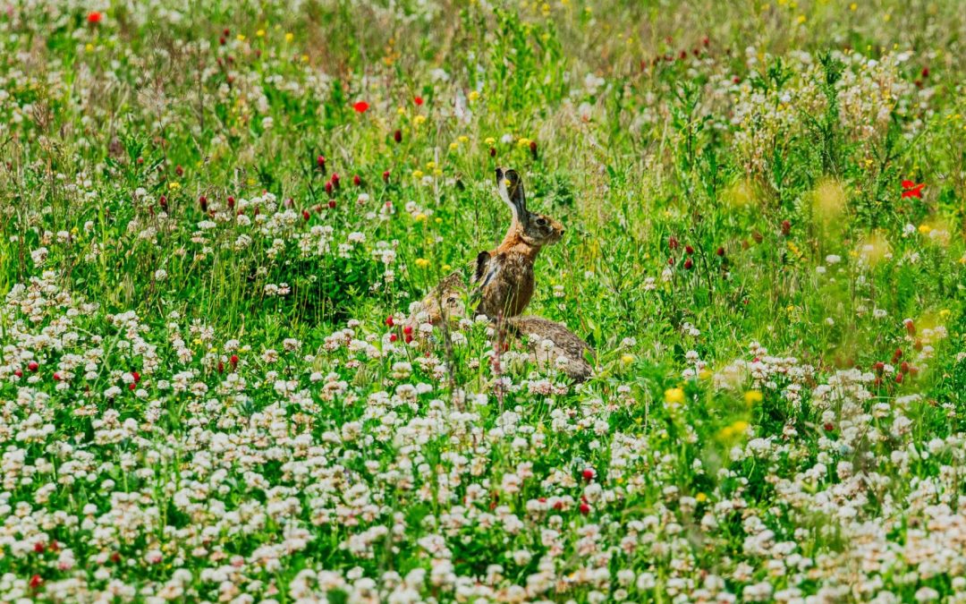 Bereits 7.850 Bäume von Kovanda in Gerasdorf gepflanzt