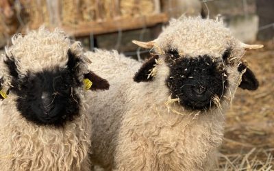 Tierischer Zuwachs am Schafberg: Weitere Schafe von Kovanda in Gerasdorf